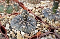 Gymnocalycium nataliae aff VG-709