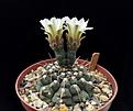 Gymnocalycium ochoterenae subsp. vatteri