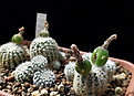 Gymnocalycium bruchii v. niveum OF25-80