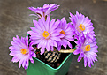 MAMMILLARIA theresae