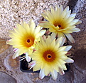 Notocactus , 4 года