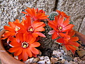 Rebutia без имени, спасенная из супермаркета