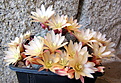 Rebutia cv. sunrise