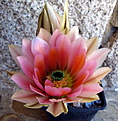 Echinocereus, без имени
