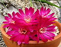 Sulcorebutia zavaletae