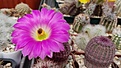Echinocereus rigidissimus v. rubrispinus