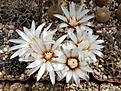 Gymnocalycium parvullum v huettnerii