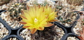 Neochilenia curvispina DD-356