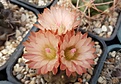 Neochilenia occulta