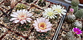 Gymnocalycium jochumii