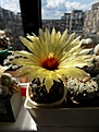 Coriphantha salinensis от Елены Филатовой. Первое цветение.