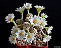 Mammillaria theresae f.albiflora