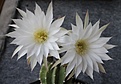 Echinopsis subdenudata