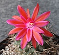 Matucana krahnii
