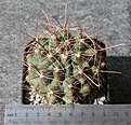 H. hamatocanthus