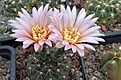 Gymnocalycium poeschlii STO1519