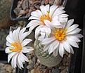 Mammillaria herrerae albiflora
