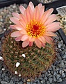 Notocactus tabularis 'lachs'