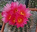 Notocactus submammulosus rubriflorus