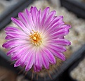 Thelocactus hastifer