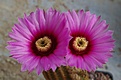 Echinocereus fitchii bergmanii