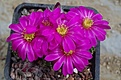 Echinocereus pulchellus acanthosetos