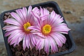 Echinocereus pulchellus amoenus	/Mezquital