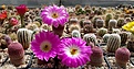 Echinocereus rigidissimus v rubrispinus