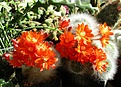 Rebutia albipilosa.