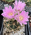 Gymnocalycium aff monvillei TOM09-353/1