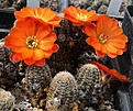 Rebutia flavistyla FR756