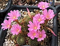 Rebutia perplexa