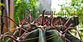 Ferocactus horridus (?)