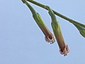 Adromischus umbraticolus v. ramosus