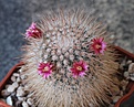 Mammillaria nunezii