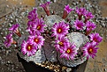 Mammillaria herrerae