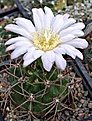 Gymnocalycium achirasense 	TOM09-341/2