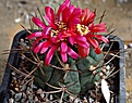 Gymnocalycium tillianum 
 R227