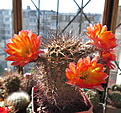 A. glaucum v. rubriflorum