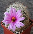 Mammillaria boolii