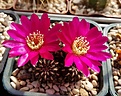 Sulcorebutia heinzii