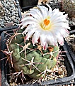 Thelocactus lloydii major