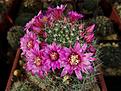 Mammillaria zeilmanniana