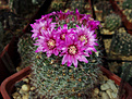 Mammillaria zeilmanniana