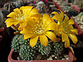 Rebutia marsoneri