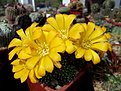 Rebutia marsoneri