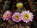 Notocactus rutilans