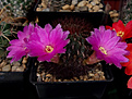 Sulcorebutia mentosa HS 104