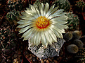 Astrophytum hybr. CAPхSK (A. capricorne v.minor х A. asterias cv.Super Kabuto)