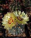 Astrophytum CAPAS x A. asterias hybr. (x «Super Kabuto»)